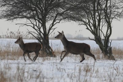  Edelhert - Red Deer