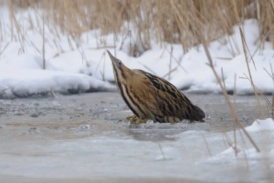  Roerdomp - Great Bittern