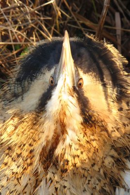 IMG_2190 Roerdomp- Great Bittern 02.jpg