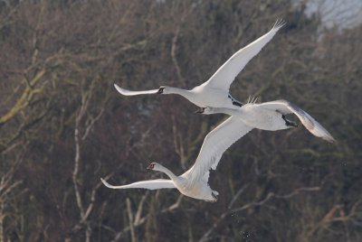 Knobbelzwaan - Mute Swan - Cygnus
