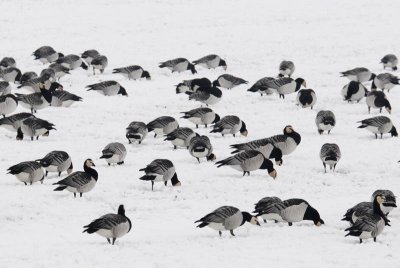  Brandganzen  -  Barnacle Geese