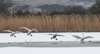 Whooper Swan - Wilde Zwaan - Cygnus cygnus