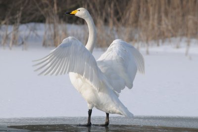 Whooper Swan - Wilde Zwaan - Cygnus cygnus