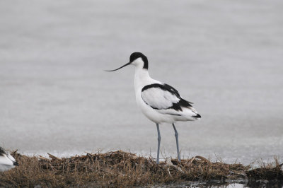 waders