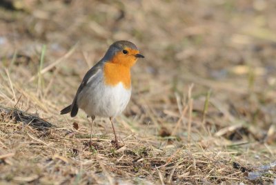 Robin - Roodborst - Erithacus rubecula