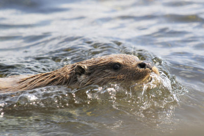 Otter - photo: Brydon Thomason