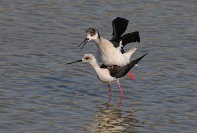 Back-Winged Stilt - Himantopus himantopus - Steltkluut