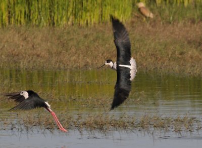 Back-Winged Stilt - Himantopus himantopus - Steltkluut