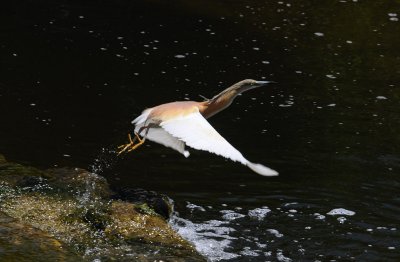 Squacco Heron - Ardeolo rallodus