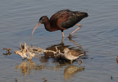 Glossy Ibis - Plegadis falcinellus