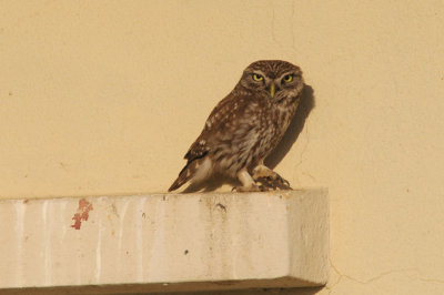 Little owl - Athene noctua - Steenuil