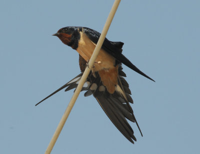 Barn Swallow - Hirundo rustica(transitiva) - Boerenzwaluw