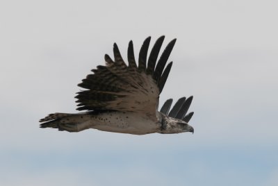 Martial Eagle - Polemaetus bellicosus