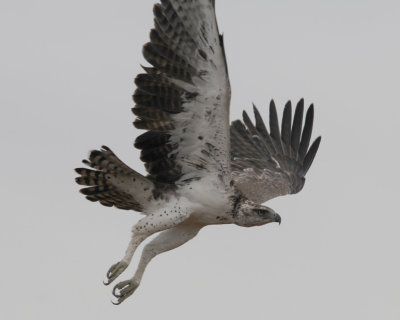 Martial Eagle - Polemaetus bellicosus