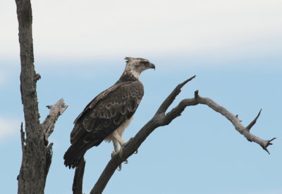 Martial Eagle - Polemaetus bellicosus