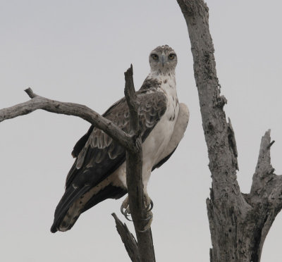 Martial Eagle - Polemaetus bellicosus