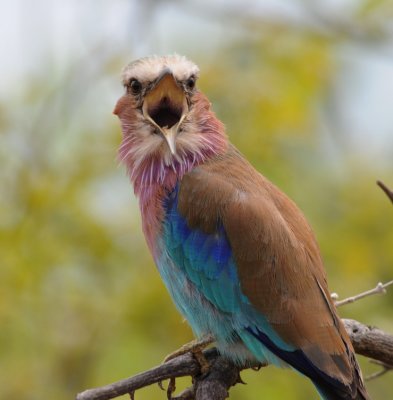 Lilacbreasted Roller - Coracias caudata