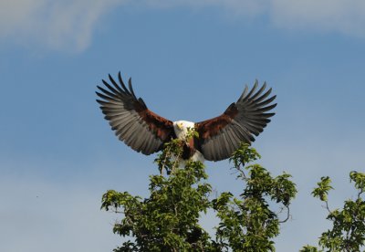 African Fish Eagle - Haliaeetus vocifer