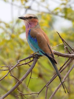 Lilacbreasted Roller - Coracias caudata