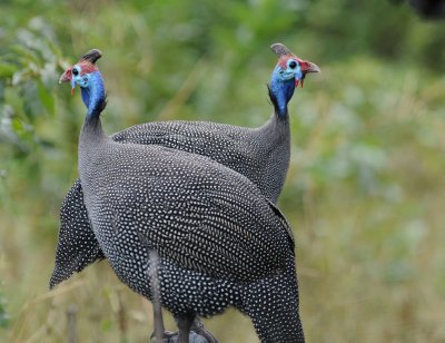 Helmeted Guineafowl - Numida meleagris