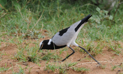 Blacksmith Plover - Vanellus armatus