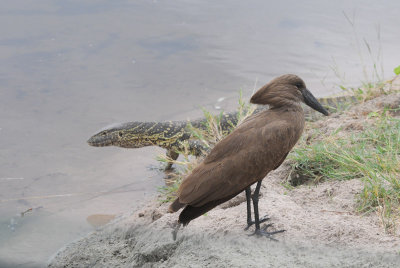 Hamerkop - Scopus umbretta