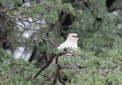 Southern Pied Babbler - Turdoides bicolor