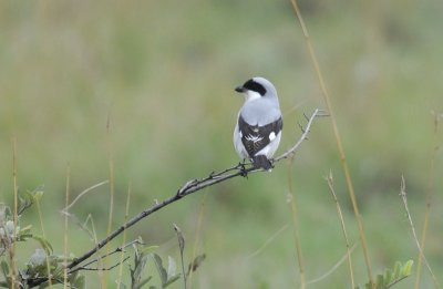 Lessr Grey Shrike - Lanius minor