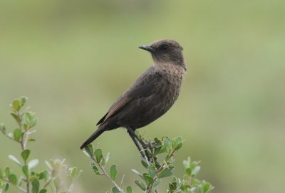 Redwinged Starling - Onychognathus morio