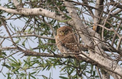 Pearlspotted Owl - Glaqucidium perlatum