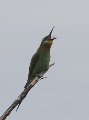 Bluecheeked Bee-Eater - Merops persicus