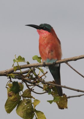 Carmine Bee-Eater - Merops nubicoides