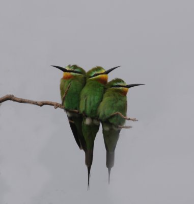 Bluecheeked Bee-Eater - Merops persicus