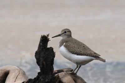 Common Sandpiper - Actitishypoleucos