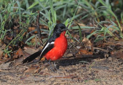 Crimsonbreasted Shrike - Laniarius atrococcineus