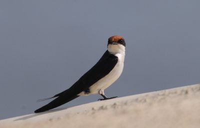Wiretailed Swallow - Hirundo smithii