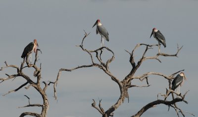 Marabou Stork - Leptoptilos crimeniferus