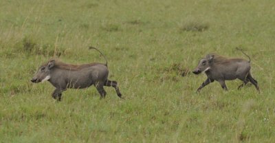 Common Warthog - Phacochoerus africanus