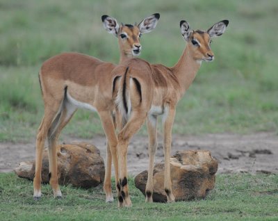 Impala - Aepyceros - melampus