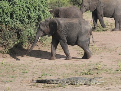 African Elephant - Loxodonta africana
