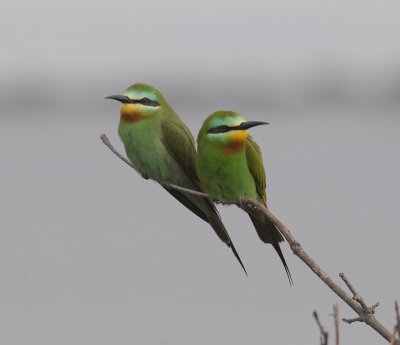 Bluecheeked Bee-Eater - Merops persicus