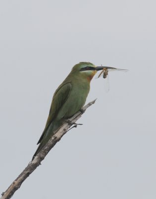 Bluecheeked Bee-Eater - Merops persicus