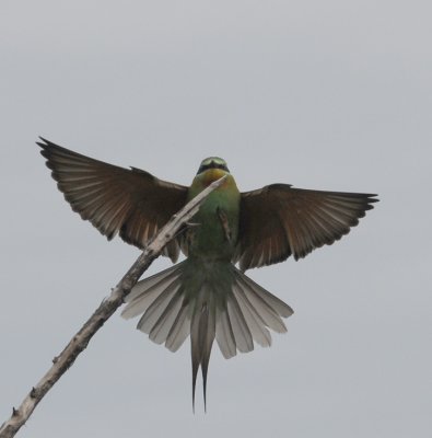 Bluecheeked Bee-Eater - Merops persicus