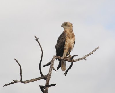 Blackbreasted Snake Eagle - Circaetus gallicus