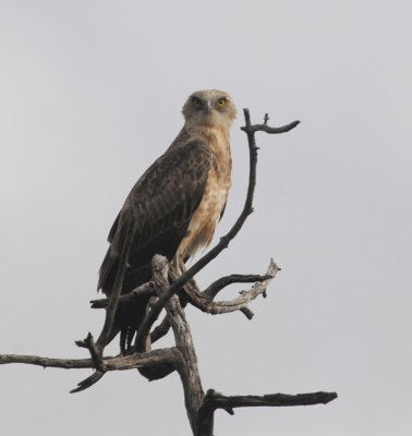 Blackbreasted Snake Eagle - Circaetus gallicus