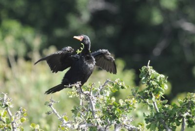 Reed Cormorant - Phalacrocorax africanus