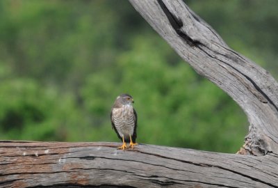 Little banded Goshawk - Accipiter badius