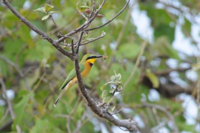 Little Bee-Eater - Merops pusillus