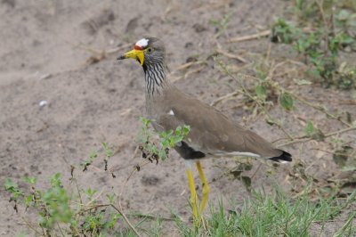 Wattled Plover - Vanellus senegallus