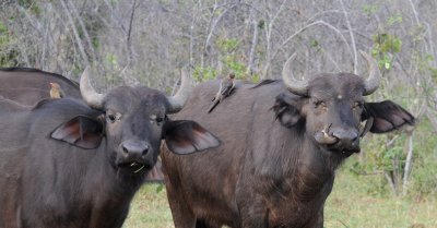 African buffalo - Syncerus caffer